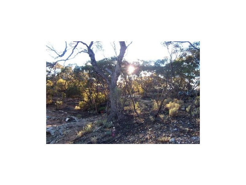 Lot 12 Blanchetown Road, Morgan SA 5320