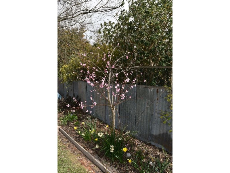 13a Hartnoll Place, Evandale TAS 7212