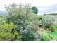1 Gray Street, Avoca TAS 7213