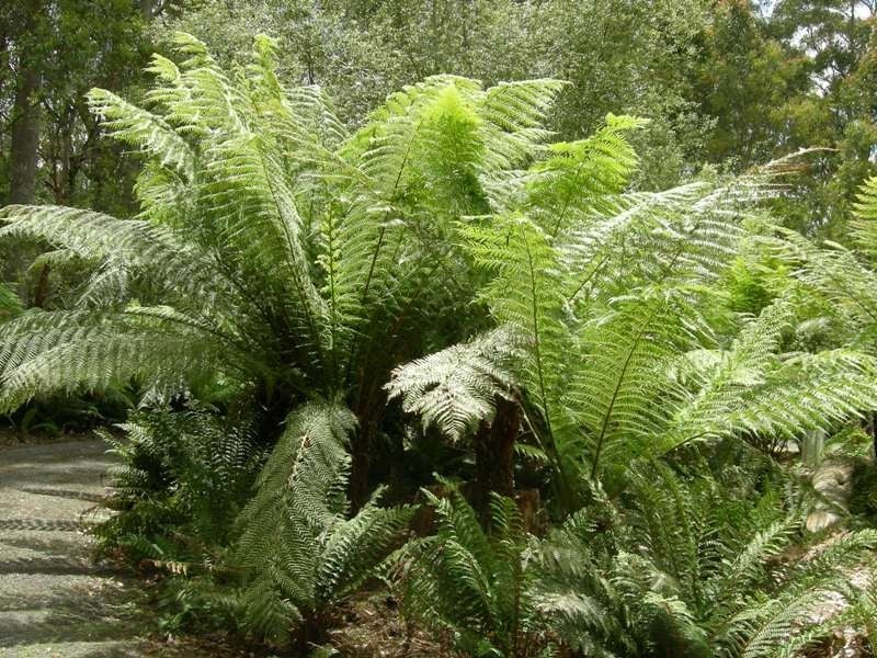 5558 Bridport Road., Pipers River TAS 7252