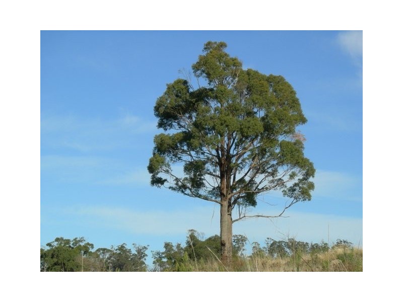 39 Sherbourne Drive, Windermere TAS 7252