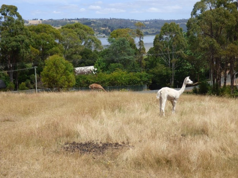 202 Windermere Road, Windermere TAS 7252