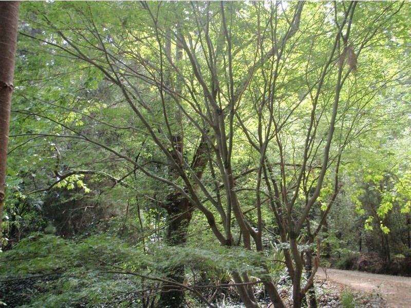 11 Kemp Rd, Aldgate SA 5154