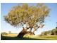 Lot 12 Western Branch Road, Lobethal SA 5241