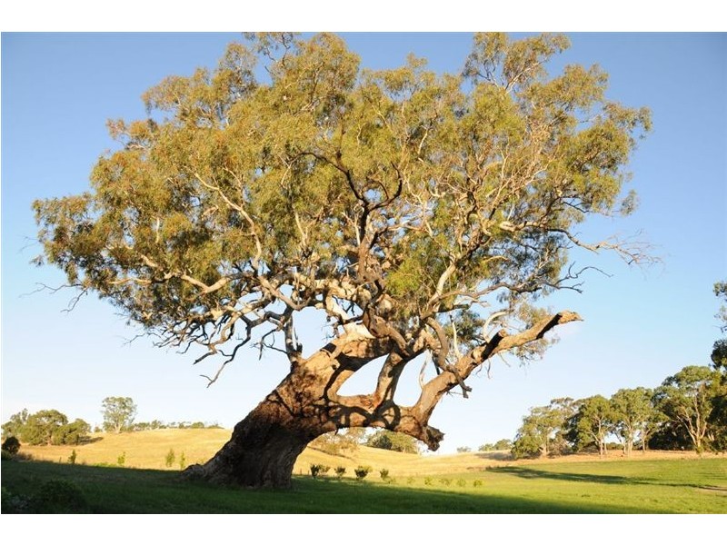 Lot 12 Western Branch Road, Lobethal SA 5241