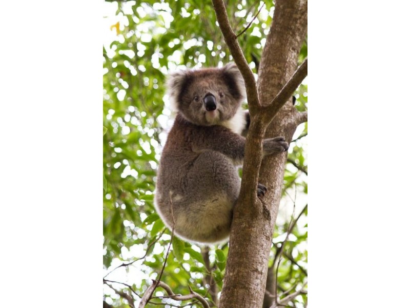 16 Wilpena Terrace, Aldgate SA 5154