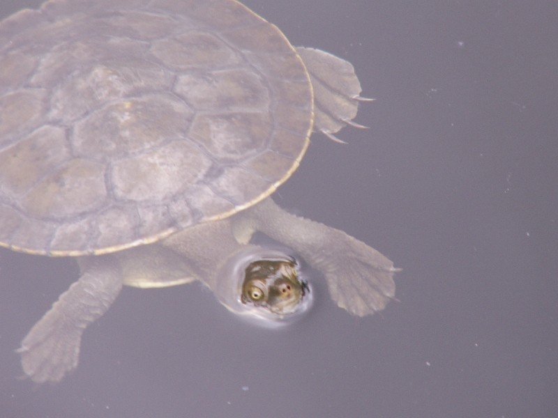 9 Barns Avenue, Highbury SA 5089