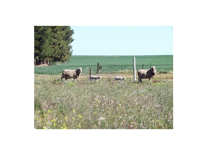 1546 Shepherdson Road, East Moonta SA 5558