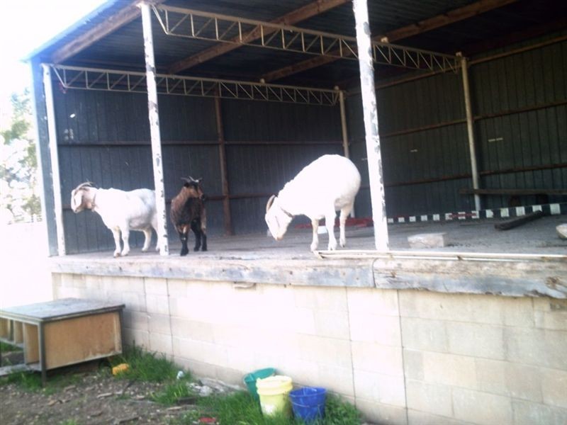 lot 322 Railway Terrace, Snowtown SA 5520