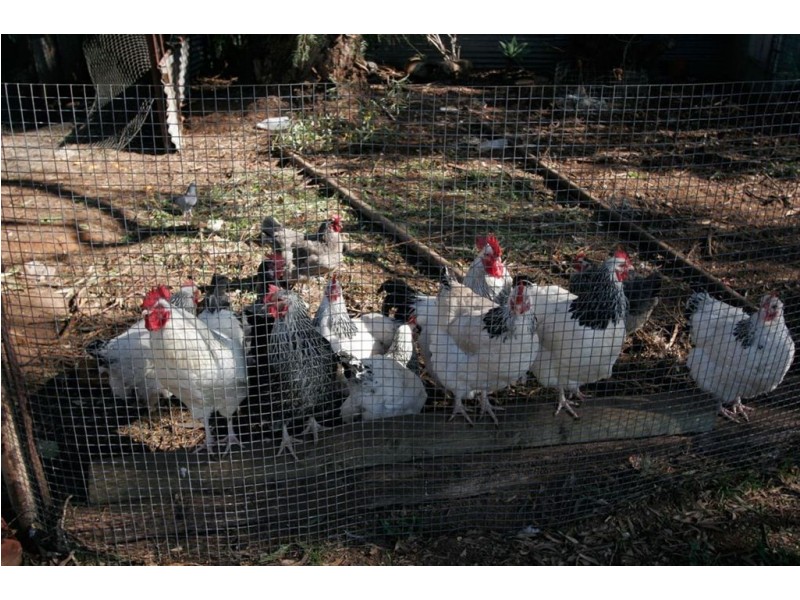 23 Everard Street, Bute SA 5560