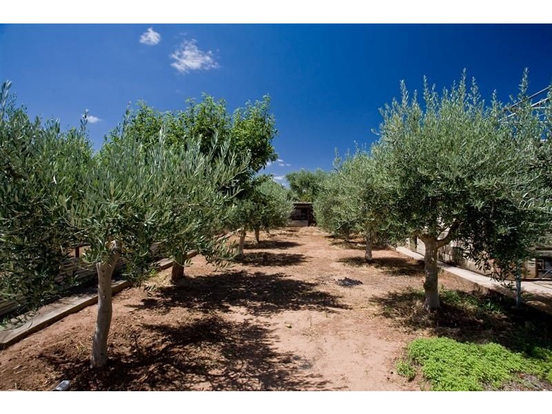 13 Dutton  Ave, Hectorville SA 5073