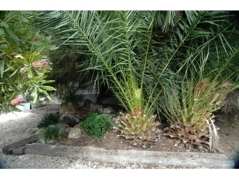 16 Harrison Street, Magill SA 5072