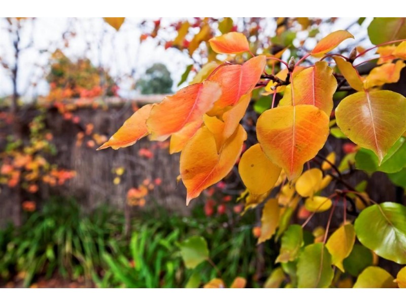 5/4 Carey Street, Magill SA 5072