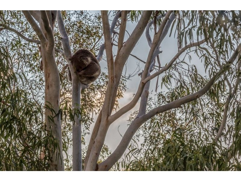 120 Yarrabee Rd, (adj. Burnside), Greenhill SA 5140