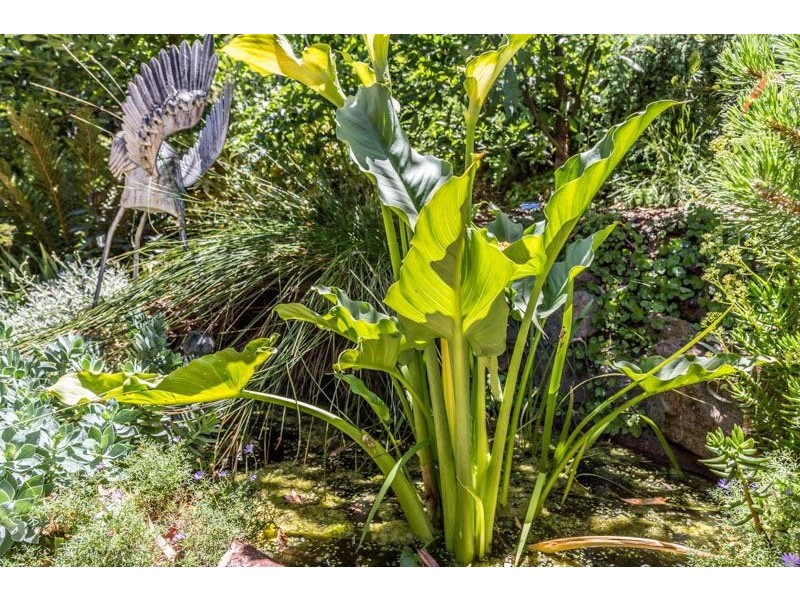 2 Christopher Ave, (adj Burnside), Greenhill SA 5140