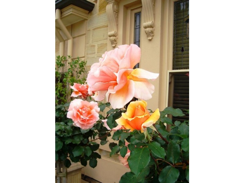 11 Moore Street, Tranmere SA 5073