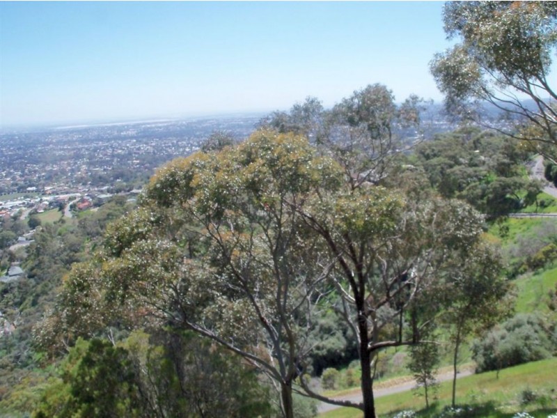 54 Knox Terrace, Skye SA 5072