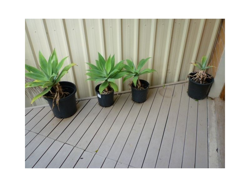 4 Bruce Avenue, Rostrevor SA 5073