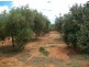 Lot 132 Scenic Drive, Napperby SA 5540