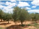 Lot 132 Scenic Drive, Napperby SA 5540