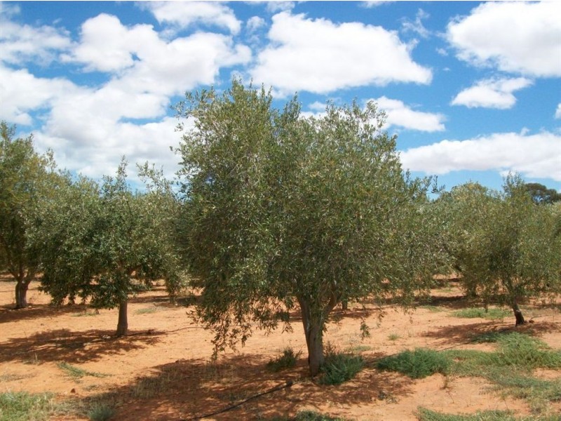 Lot 132 Scenic Drive, Napperby SA 5540