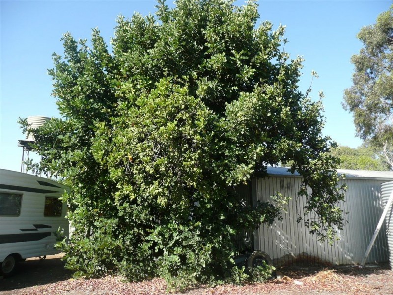 Lot 14 Elizabeth Street, Manoora SA 5414
