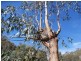Cherryville SA 5134
