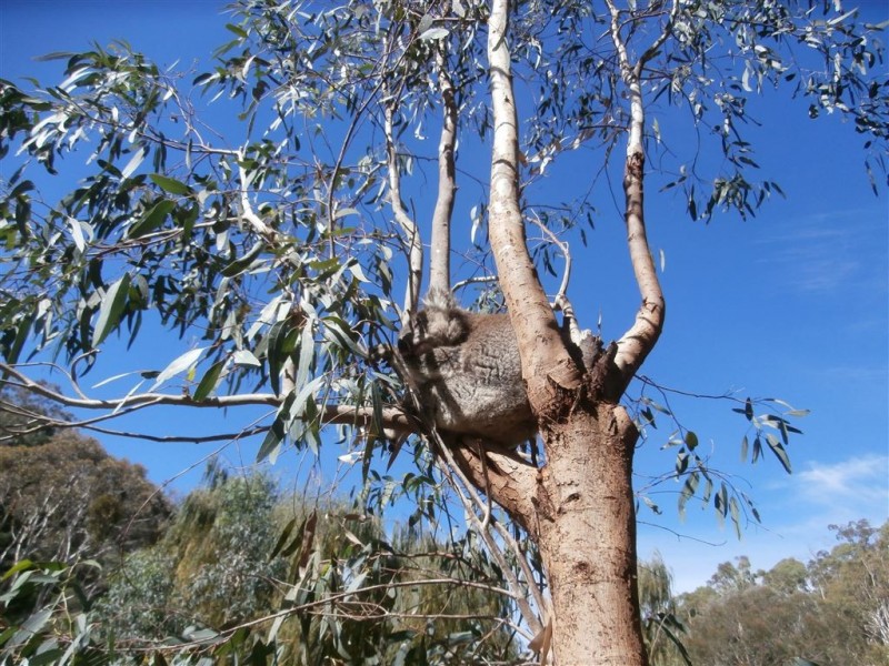 Cherryville SA 5134