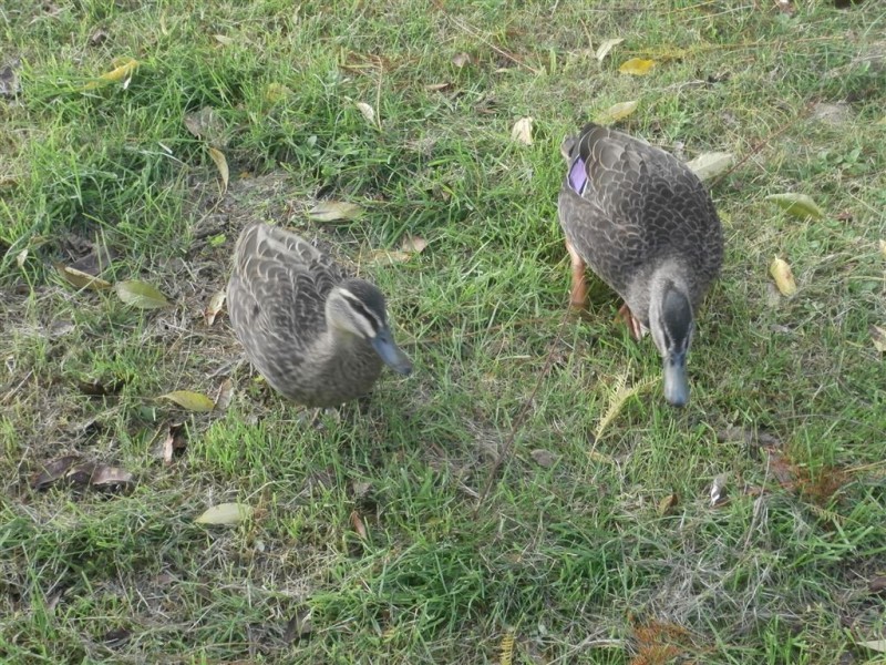 9 Orange Grove Circuit, Dernancourt SA 5075