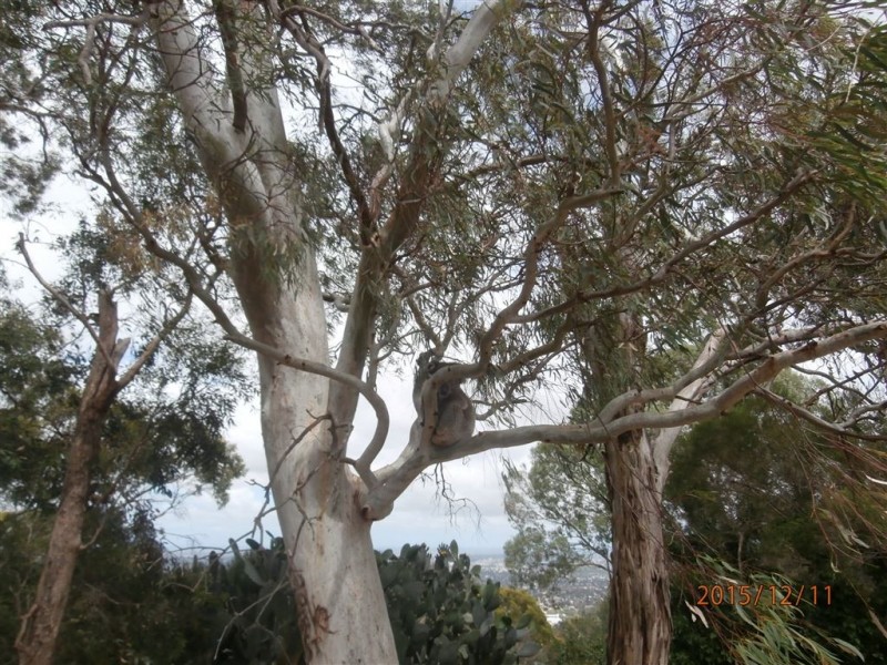 26 Ridgeland Drive, Teringie SA 5072