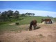 Lot 1998 Emu Rock Road, Clare SA 5453
