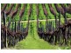 Mclaren Vale SA 5171