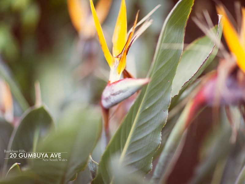 20 Gumbuya Avenue, Baulkham Hills NSW 2153