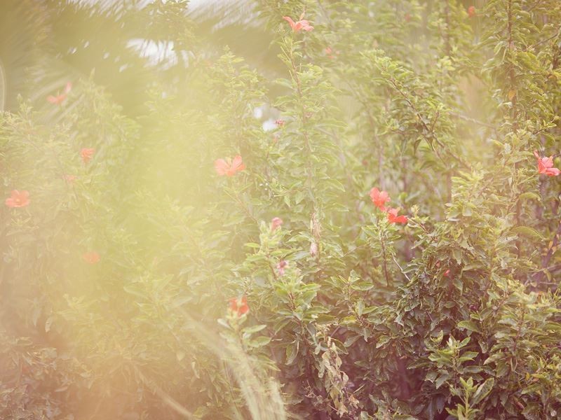 31 Bellona Street, Winston Hills NSW 2153