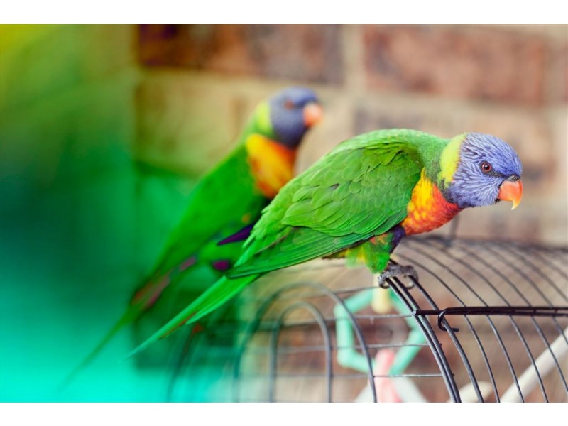 56 Plymouth Crescent, Kings Langley NSW 2147