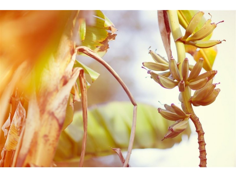 31 Vanessa Avenue, Baulkham Hills NSW 2153