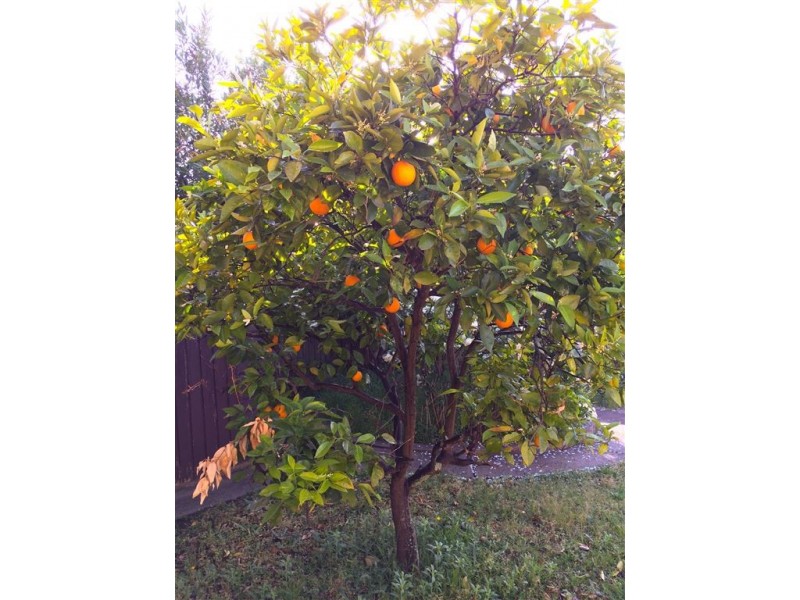 29 Cameron Avenue, Baulkham Hills NSW 2153