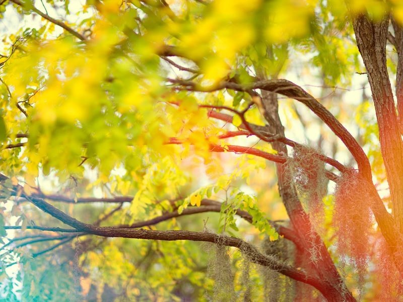 89 Woodbury Street, North Rocks NSW 2151