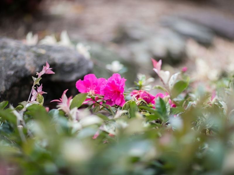 16 Larken Avenue, Baulkham Hills NSW 2153