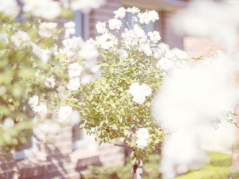 12 Chino Place, Kellyville Ridge NSW 2155