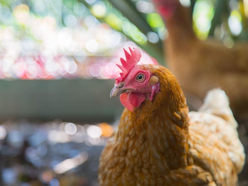 52 Merindah Road, Baulkham Hills NSW 2153