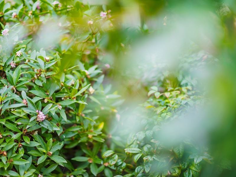 1 Toby Mews, Bella Vista NSW 2153