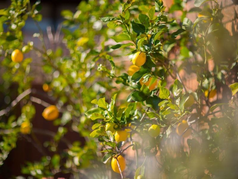 9 Kiah Place, Baulkham Hills NSW 2153