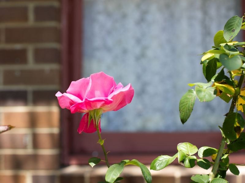 48 Gladys Cres, Seven Hills NSW 2147