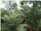 317 Sugarloaf, Sugarloaf QLD 4800