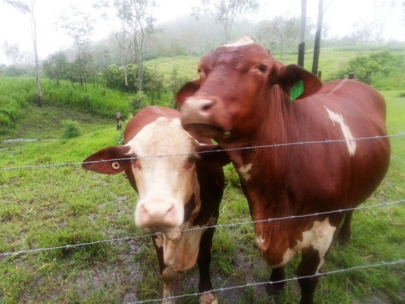 108 Tucker Road, Riordanvale QLD 4800