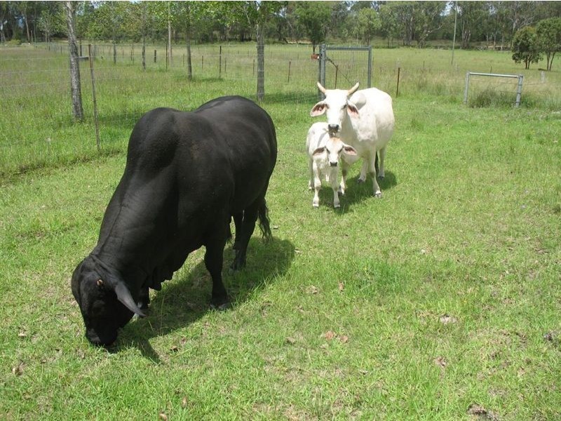 Warwick QLD 4370
