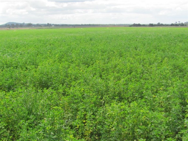 Murrays Bridge QLD 4370