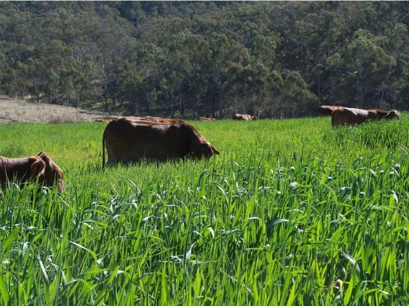 375 North Branch, Maryvale QLD 4370