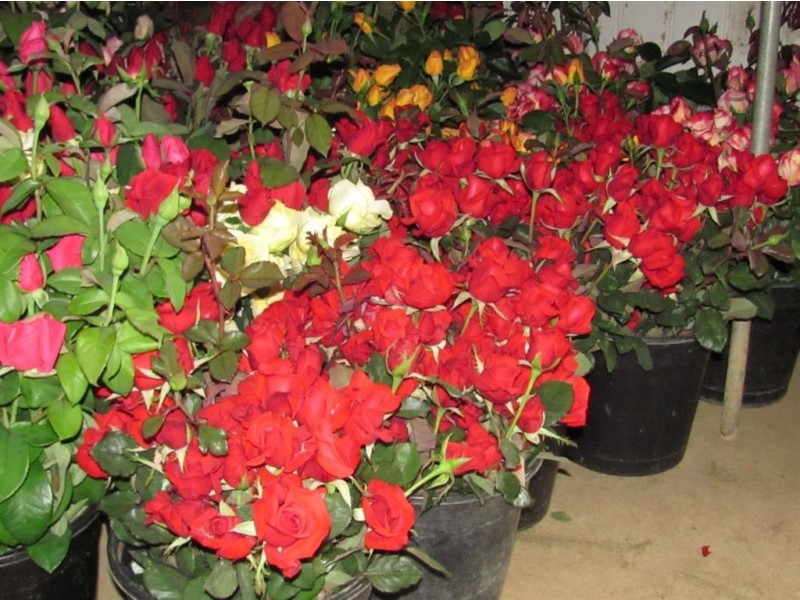 Carrara QLD 4211